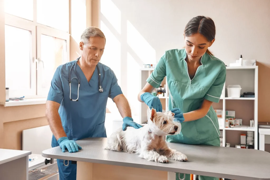 Is It an Emergency? How to Tell if Your Pet Needs the ER Right Now