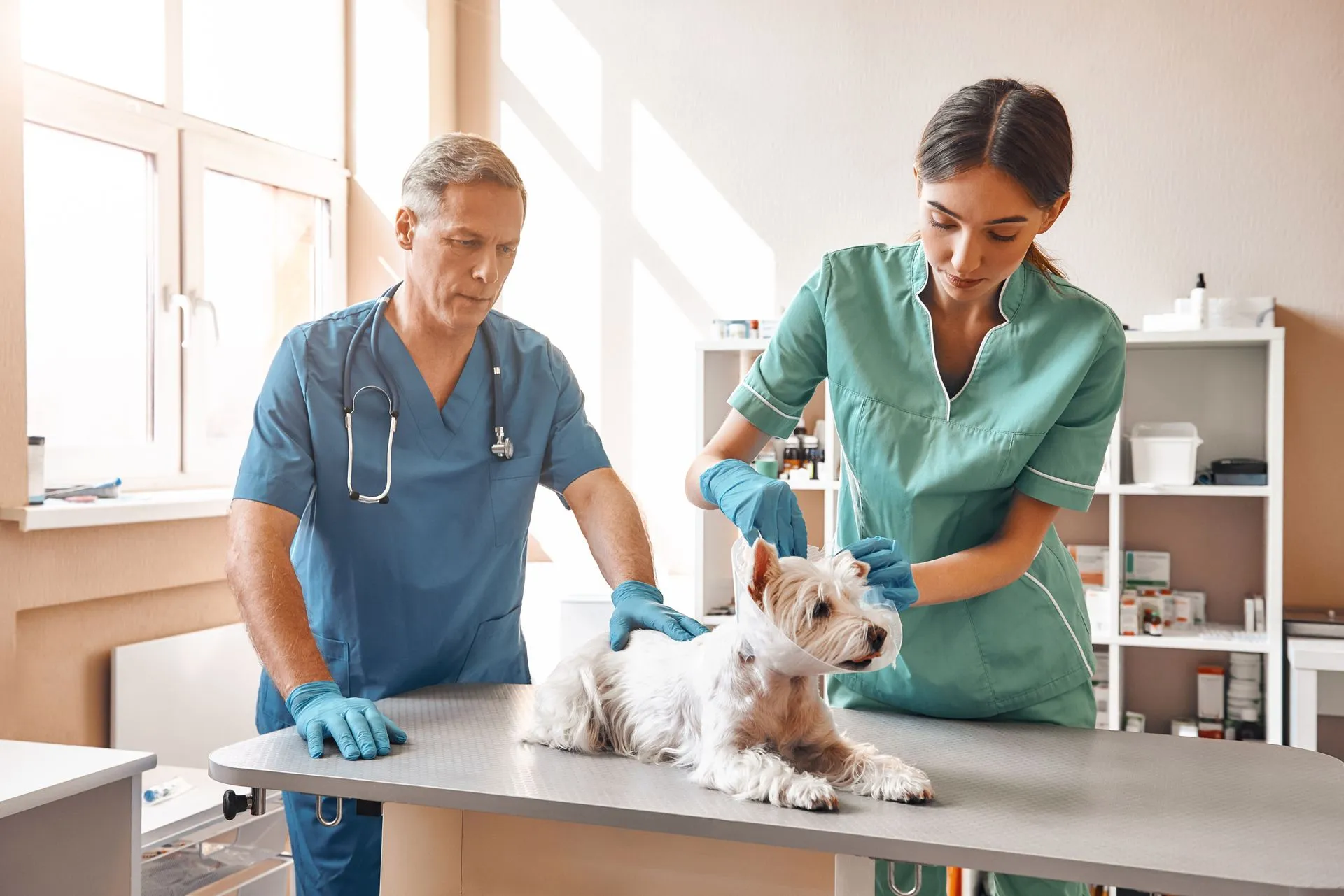 Is It an Emergency? How to Tell if Your Pet Needs the ER Right Now
